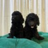 Blaze & Finn – Miniature Poodle