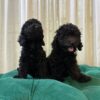 Blaze & Finn – Miniature Poodle - Image 4