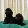 Blaze & Finn – Miniature Poodle - Image 5