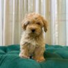 Coco – Maltipoo
