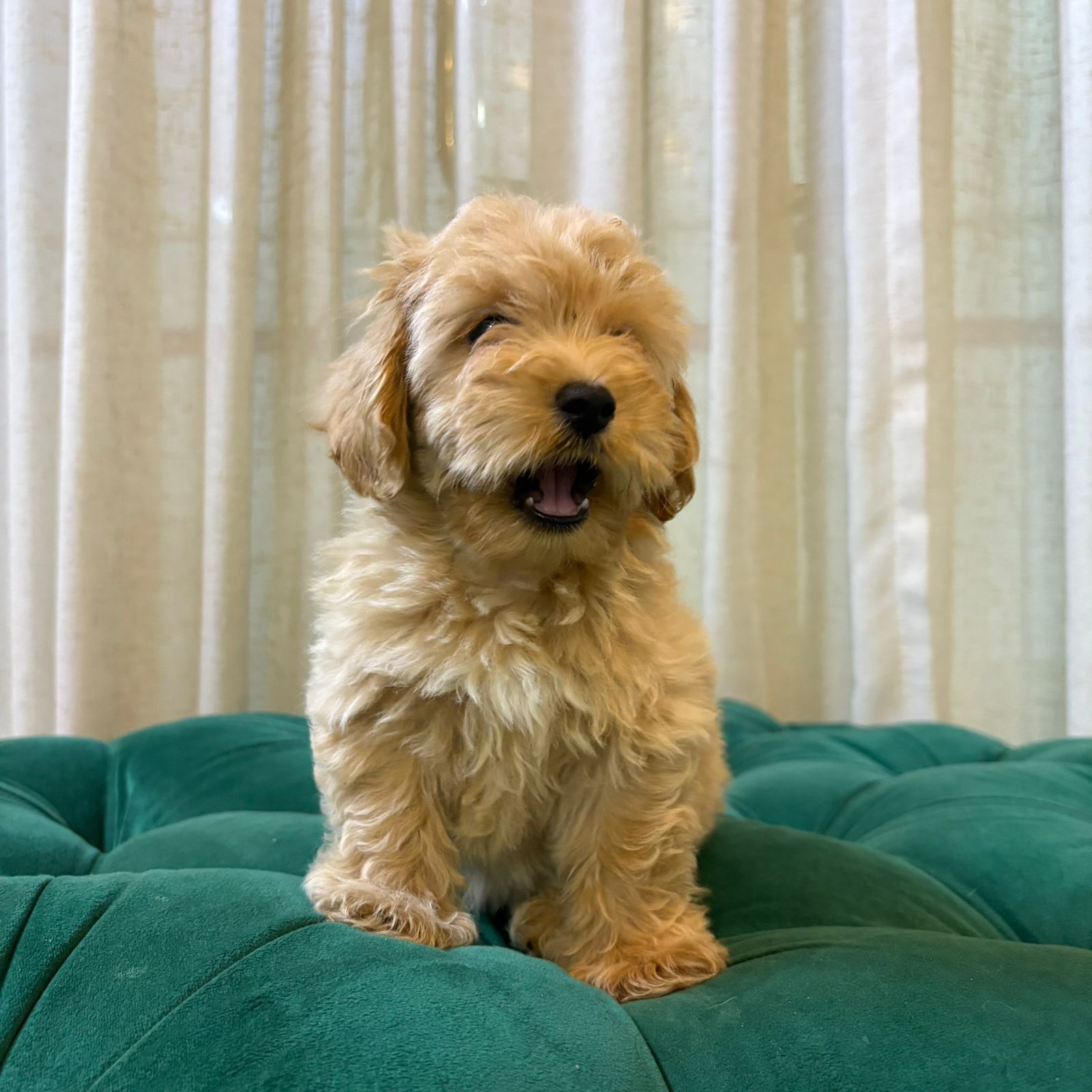 Coco – Maltipoo - Image 4