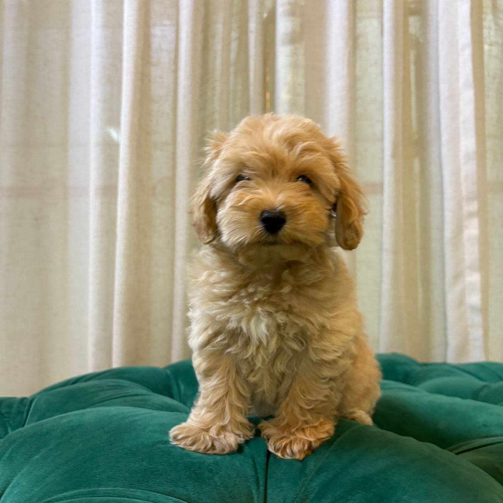 Coco – Maltipoo - Image 5