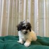 Zoey – Parti Poodle - Image 4