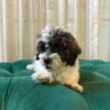 Zoey – Parti Poodle - Image 5