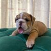 Murphy - English Bulldog