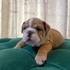 Murphy - English Bulldog - Image 3