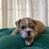 Murphy - English Bulldog - Image 5