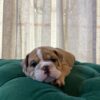Murphy - English Bulldog - Image 6