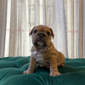 Chloe - English Bulldog