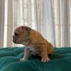Chloe - English Bulldog - Image 3