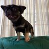 Amelie - French Bulldog - Image 2