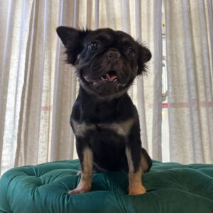 Amelie - French Bulldog