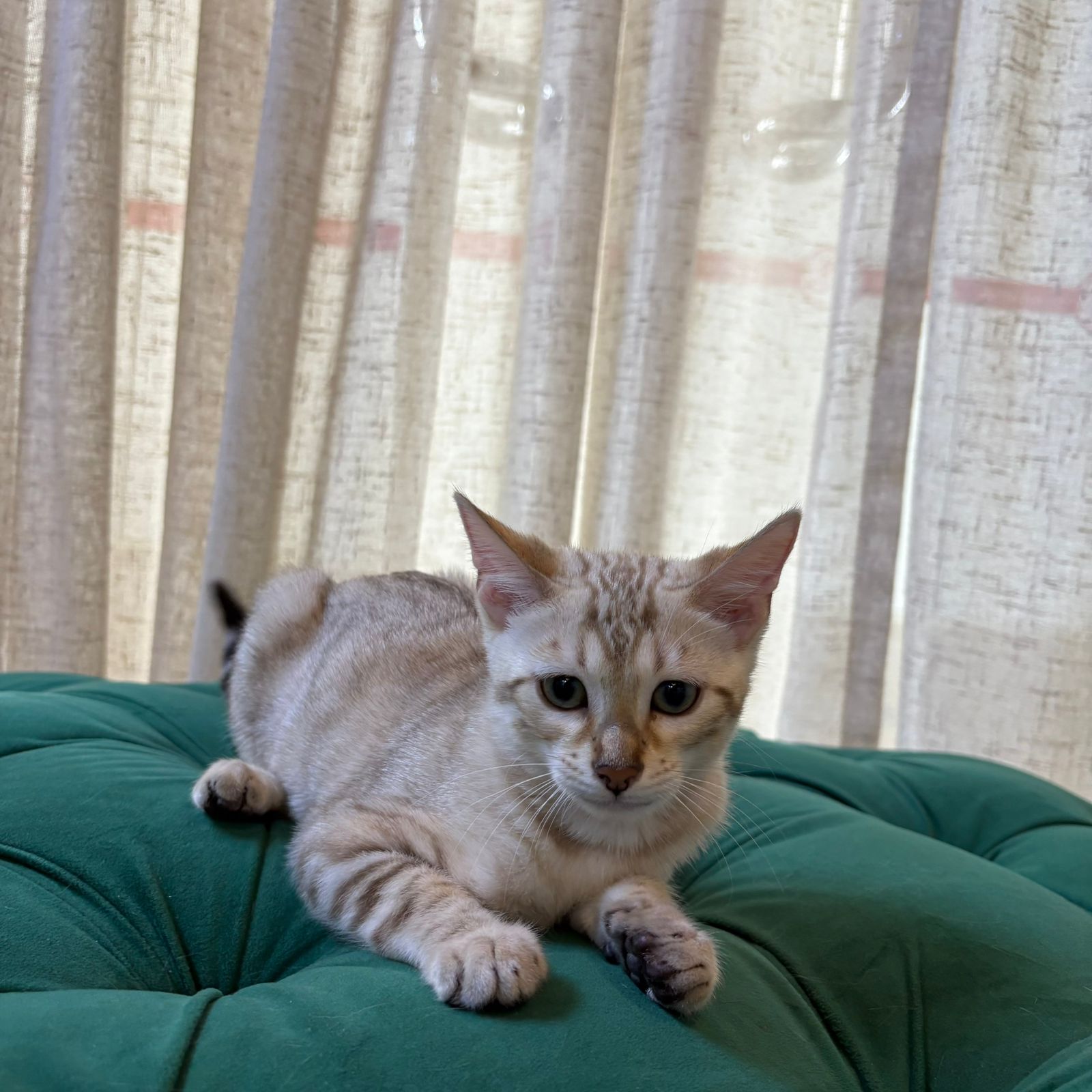 Miso - Bengal - Image 5