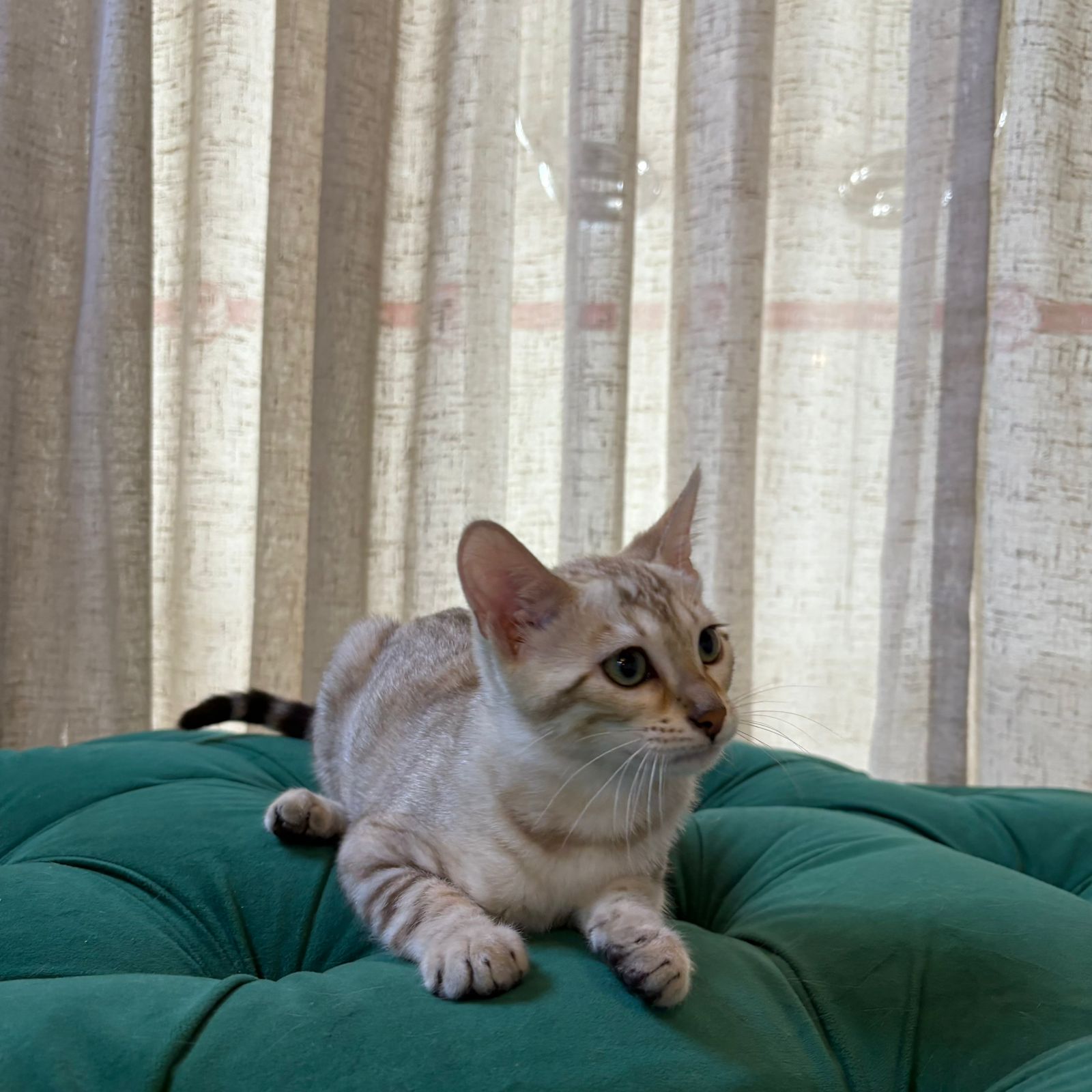 Miso - Bengal - Image 2