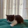 Mimi - British Shorthair - Image 2