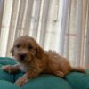 Buster - Maltipoo - Image 5