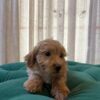 Buster - Maltipoo - Image 4