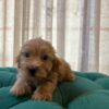 Buster - Maltipoo - Image 3
