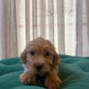 Buster - Maltipoo