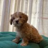 Bailey - Maltipoo - Image 5