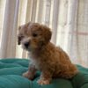 Bailey - Maltipoo - Image 4