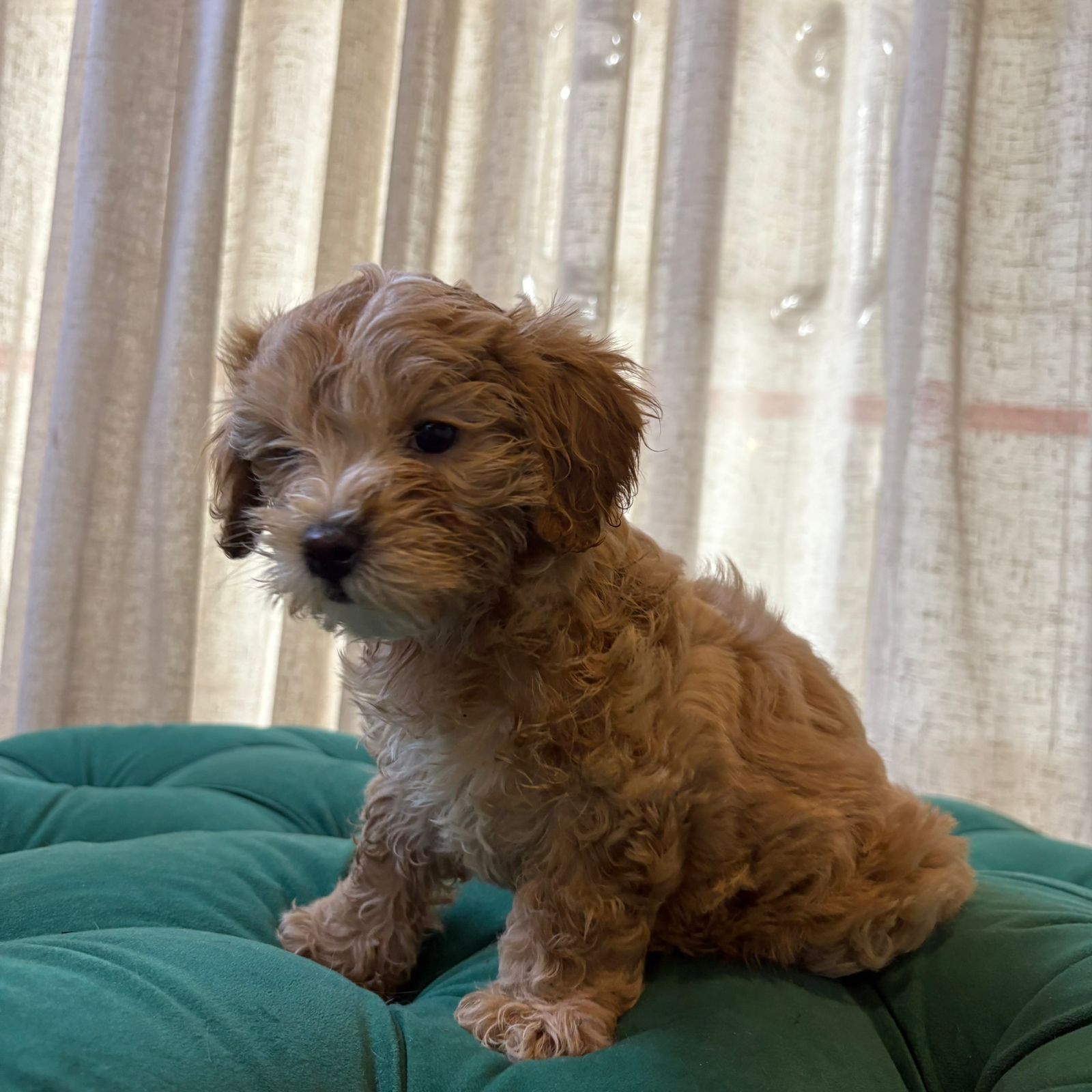 Bailey - Maltipoo - Image 4