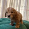 Bailey - Maltipoo - Image 3