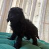 Jack - Miniature Poodle - Image 5