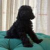 Jack - Miniature Poodle