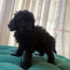 Jack - Miniature Poodle - Image 3