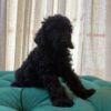 Jack - Miniature Poodle - Image 2