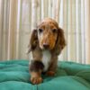 Gertie - Mini Dachshund - Image 4