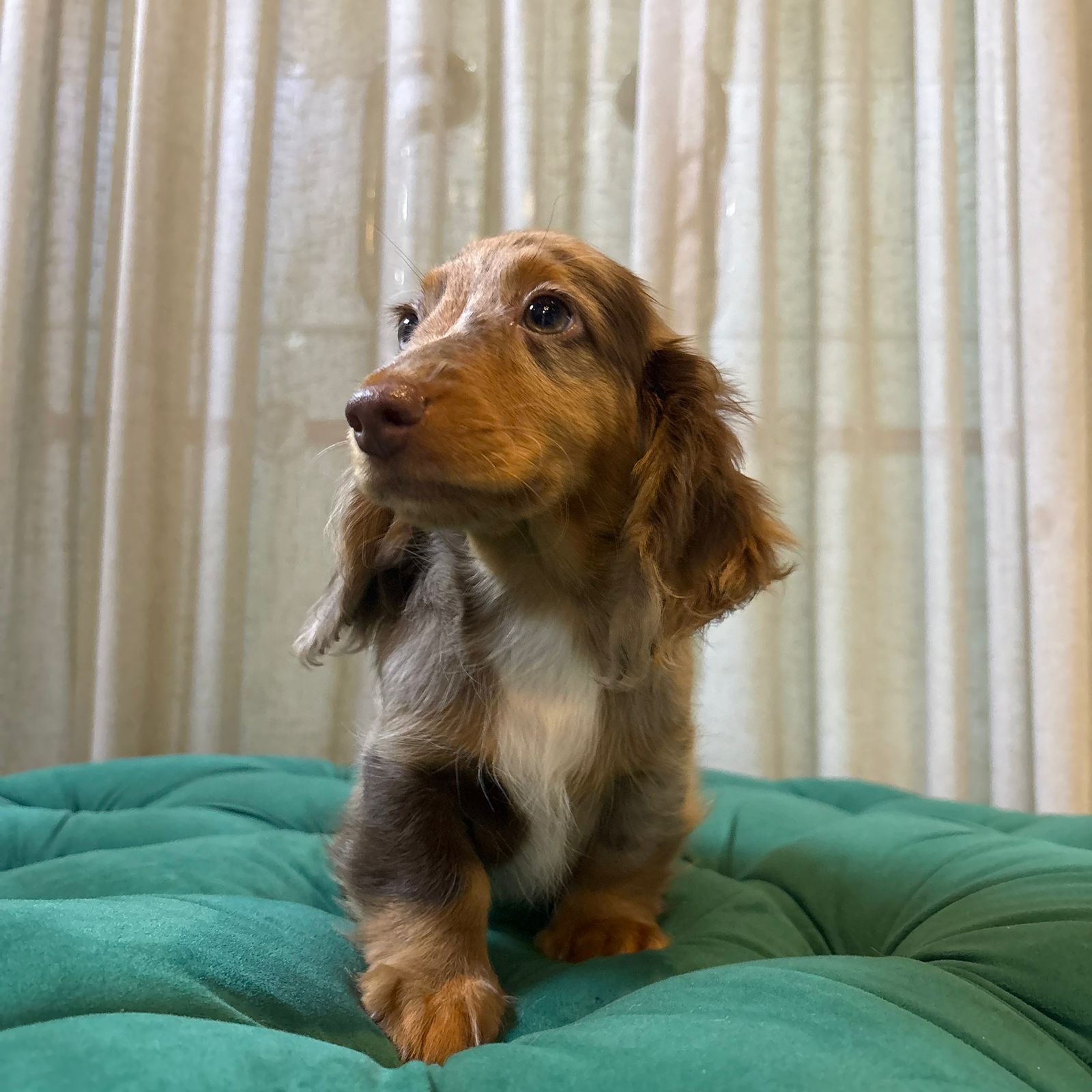 Giro - Mini Dachshund - Image 3