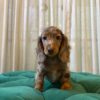 Gertie - Mini Dachshund