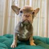 Donel - French Bulldog - Image 4