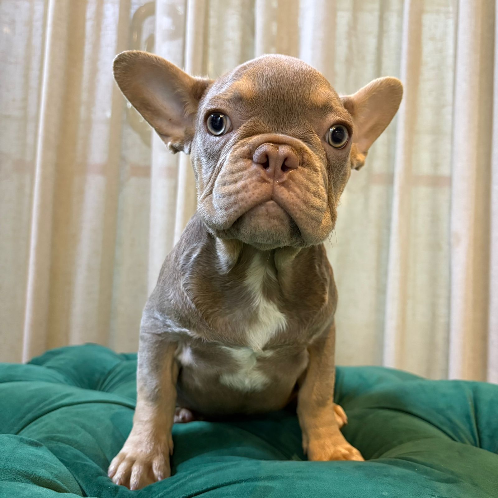 Donel - French Bulldog - Image 4