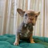 Donel - French Bulldog - Image 5
