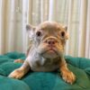 Dory - French Bulldog - Image 3