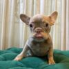 Dory - French Bulldog - Image 5