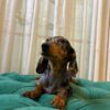Zara - Dachshund - Image 2