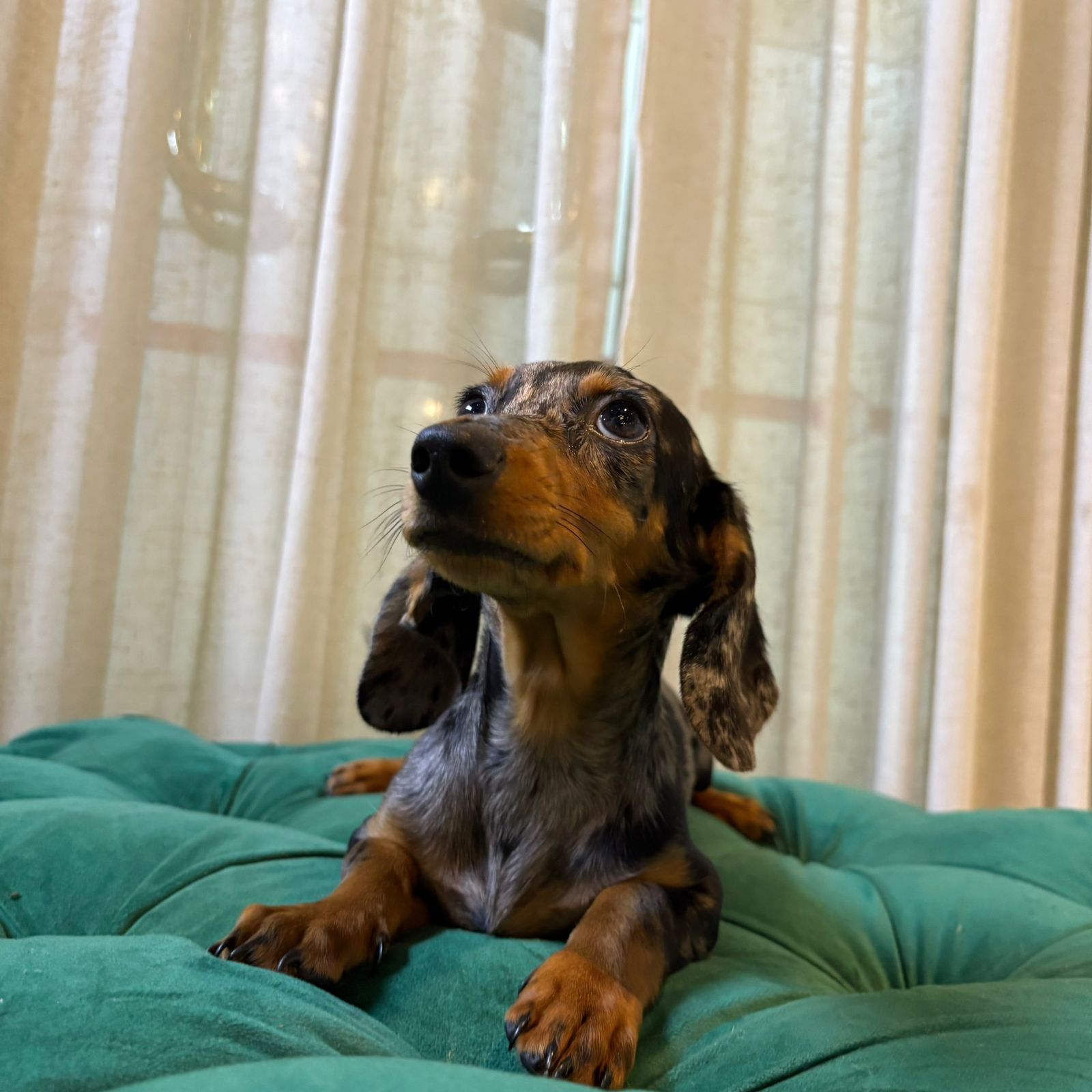 Zara - Dachshund - Image 2