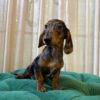 Zara - Dachshund