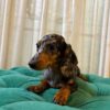 Lyra - Dachshund - Image 2