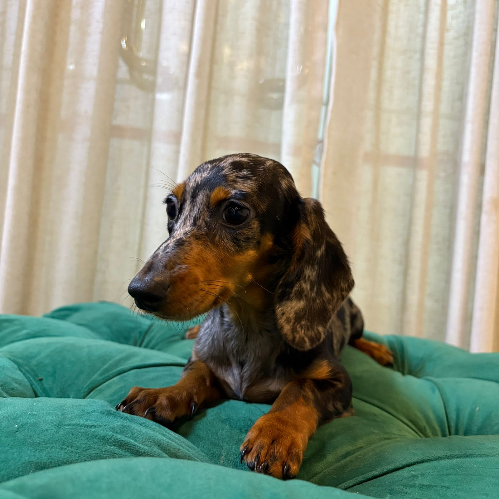 Lyra - Dachshund - Image 2