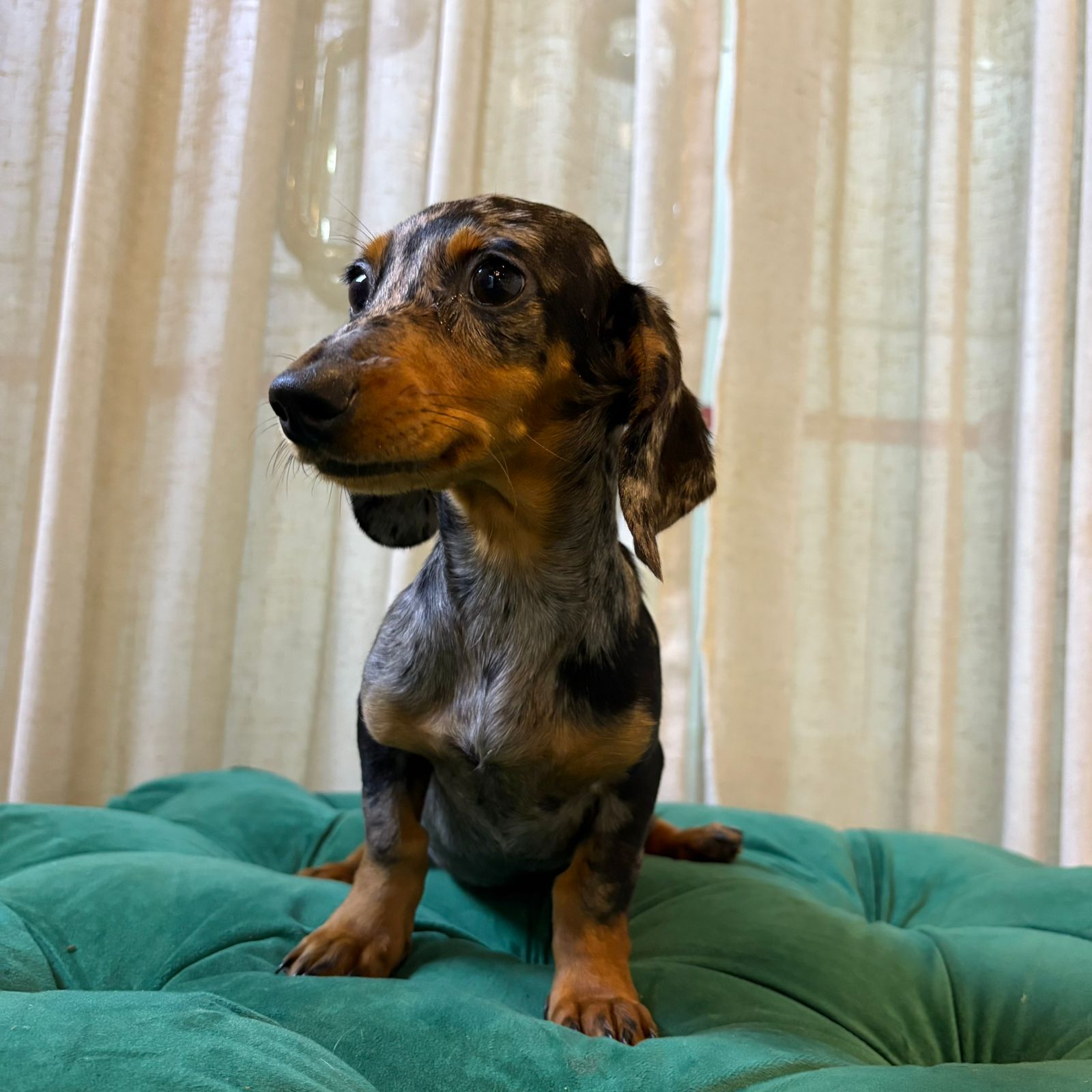Lyra - Dachshund - Image 3