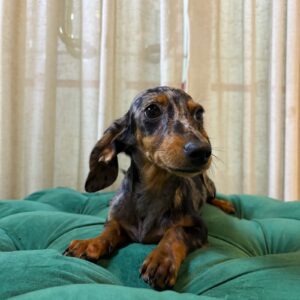 Lyra - Dachshund