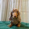 Gardy - Mini Dachshund