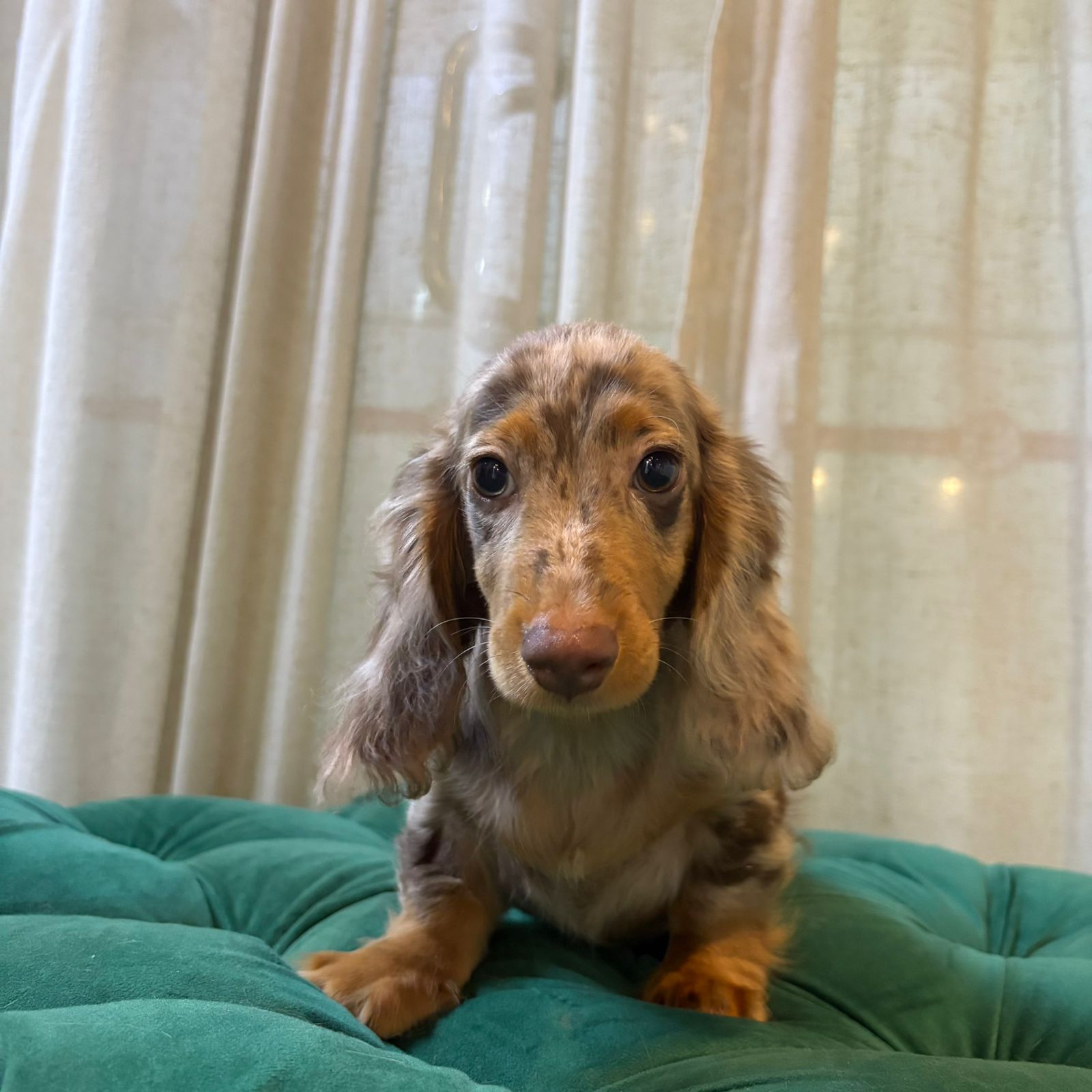 Gardy - Mini Dachshund - Image 4