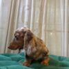 Gardy - Mini Dachshund - Image 2