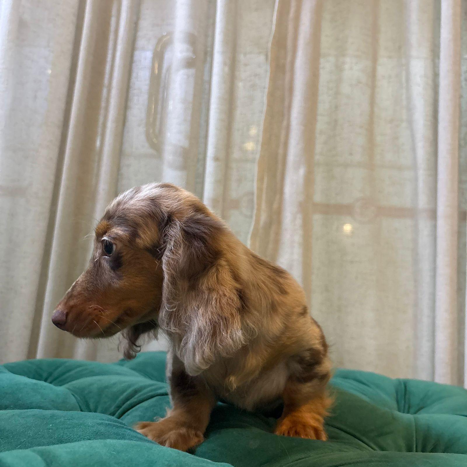 Gardy - Mini Dachshund - Image 2